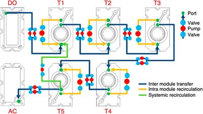 Reproductive organ on-a-chip technologies and assessments of the fetal-maternal interface